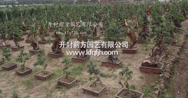 開封前方園藝——菊花造型現(xiàn)貨供應(yīng)